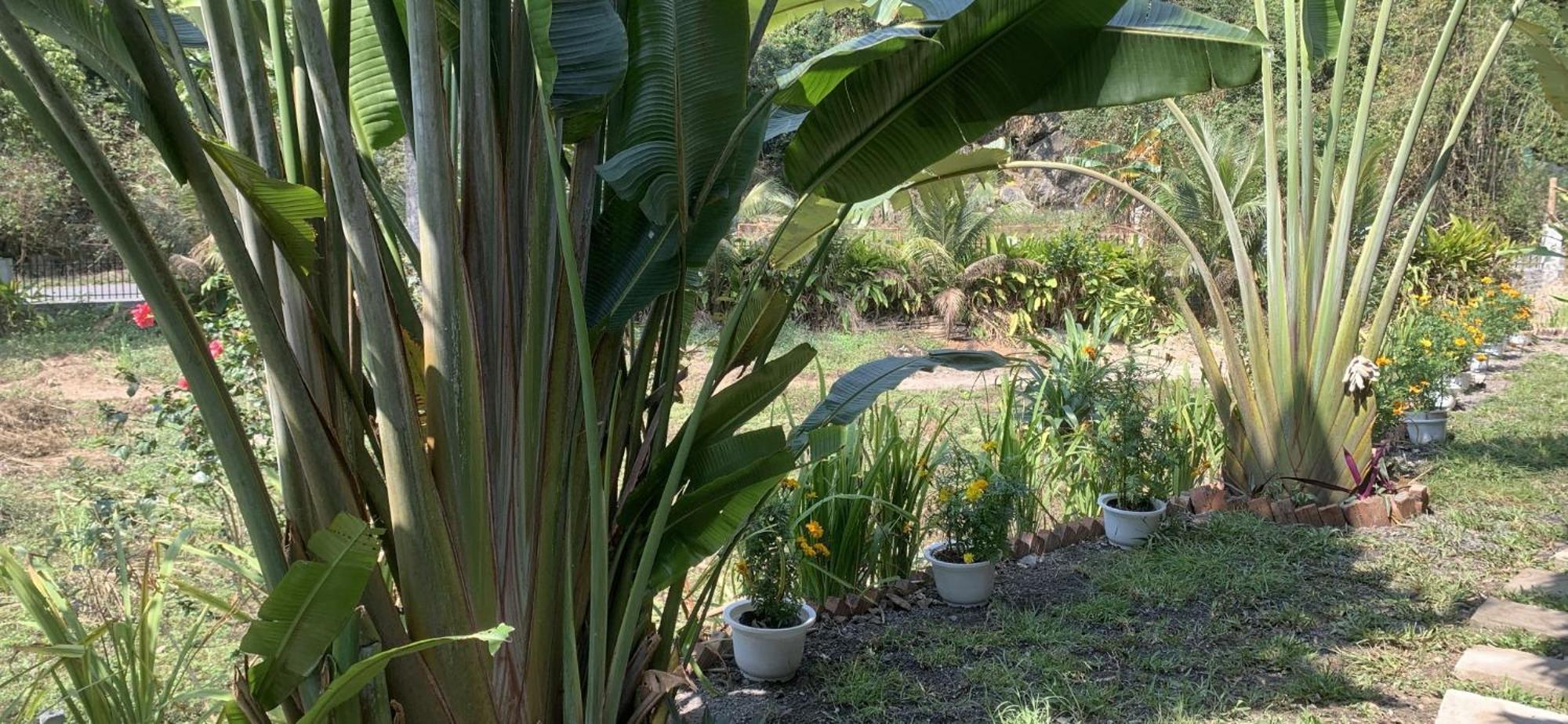 Cat Ba Island Garden Homestay - Papillon Екстер'єр фото